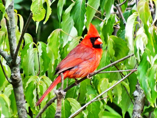 cardinal