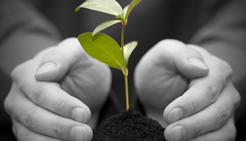 Two Hands Wrapped around a sprouting