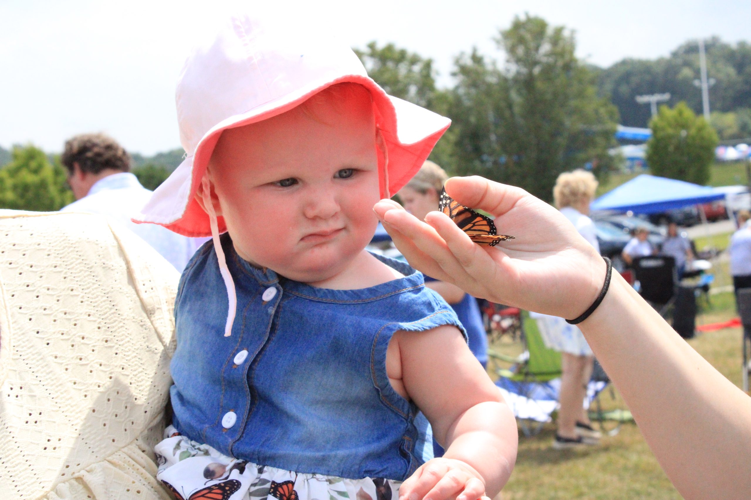Young child looks at butterfly at Good Samaritan Hospice 2025 Butterfly Release